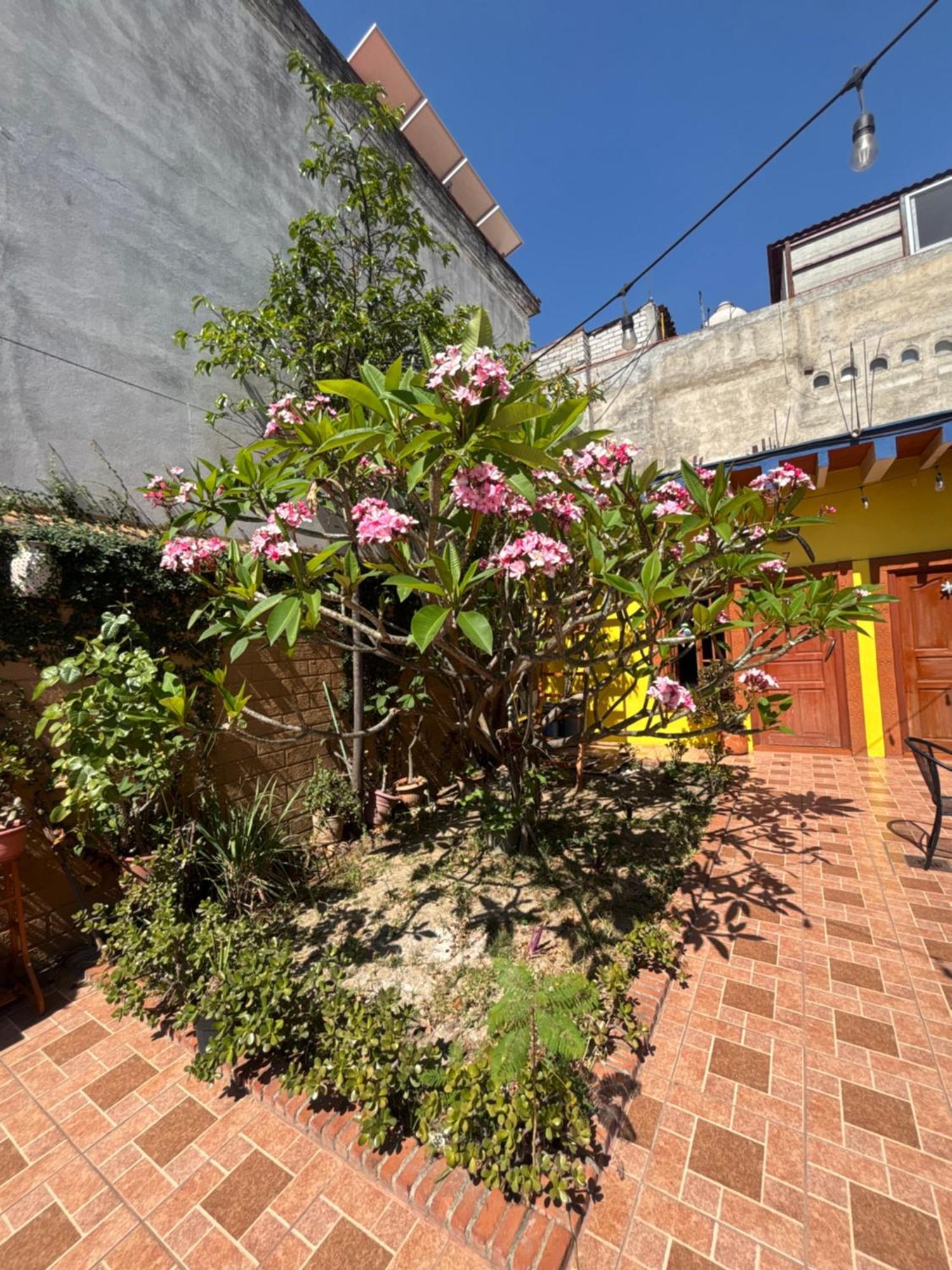 Hotel Posada "Mi Rosita" Oaxaca Buitenkant foto